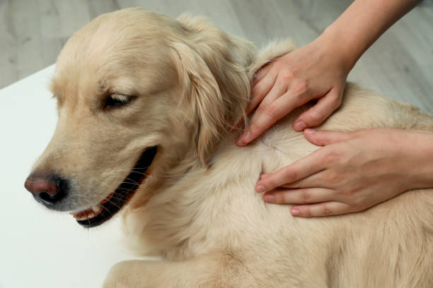 Inspecting a dog for ticks