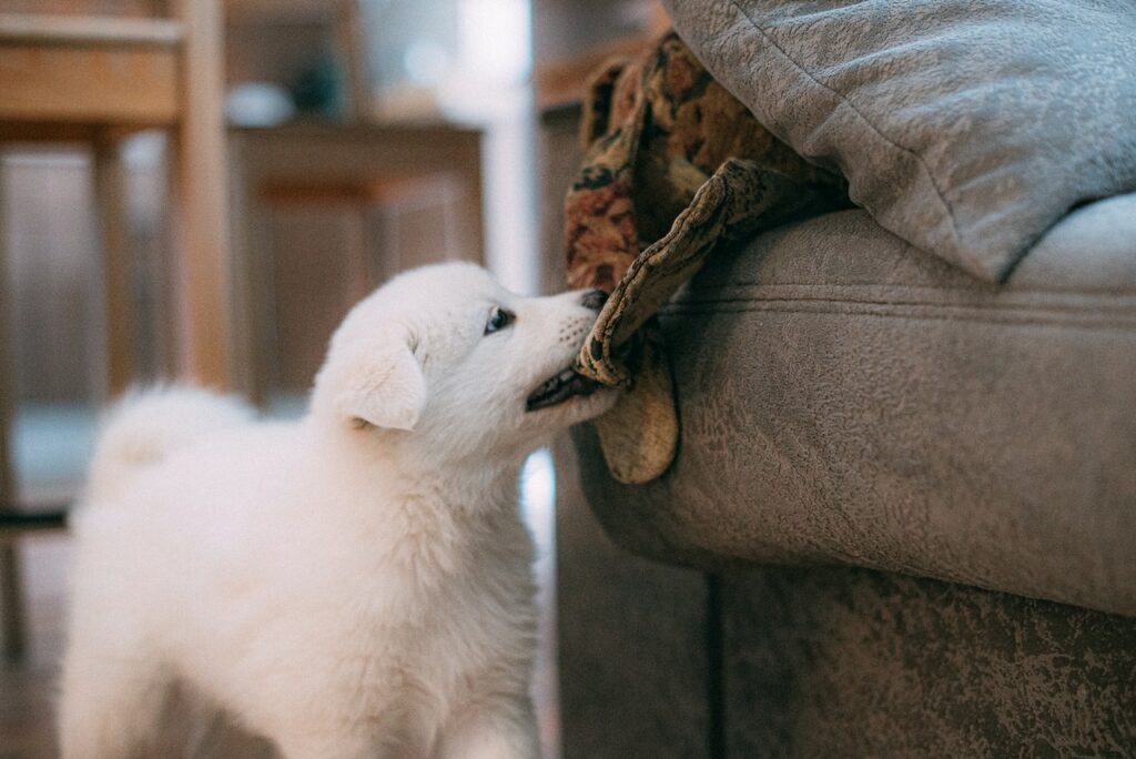 Puppy biting a blanket on a couch