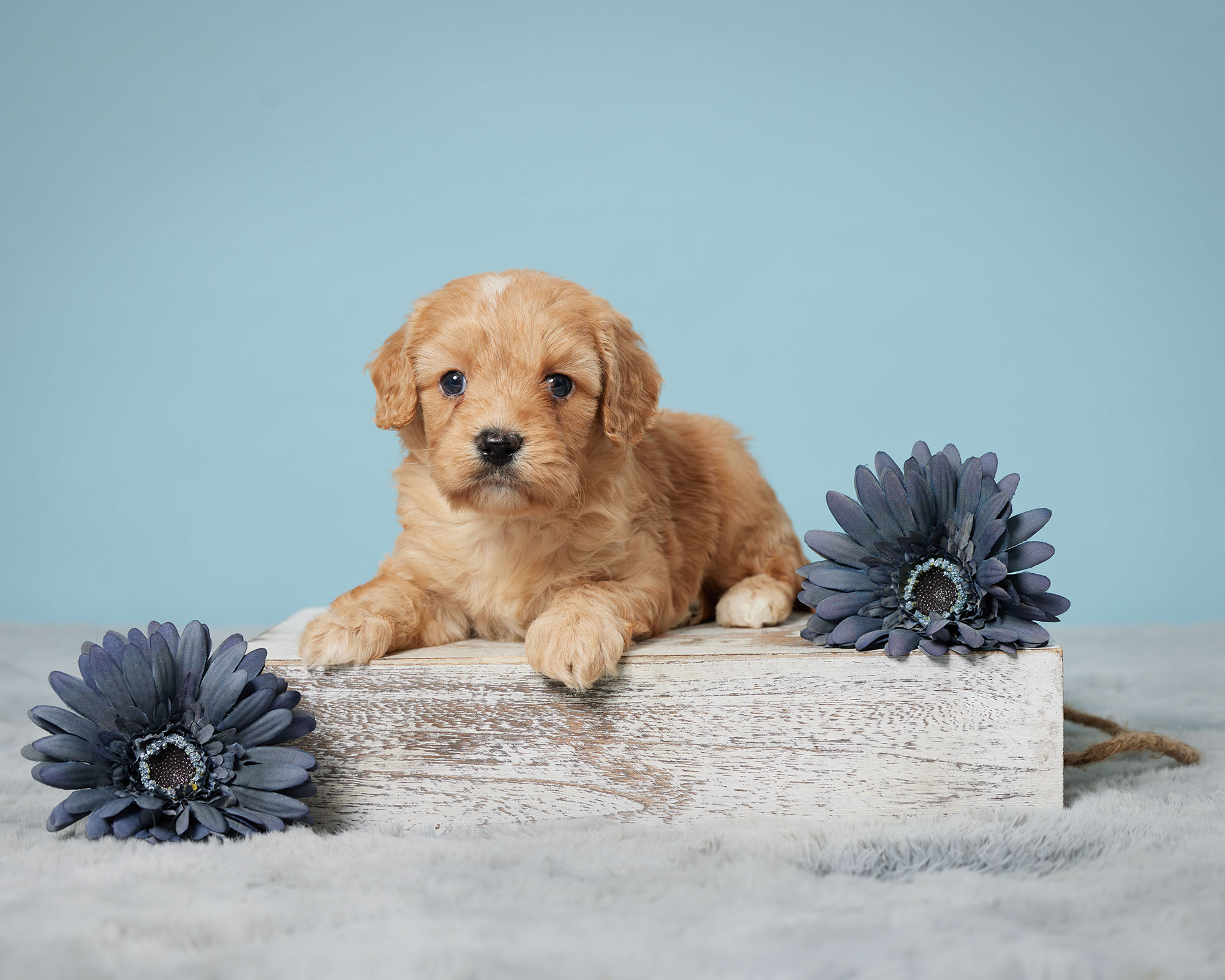 Understanding The Cavapoo A Comprehensive Guide To Personality And