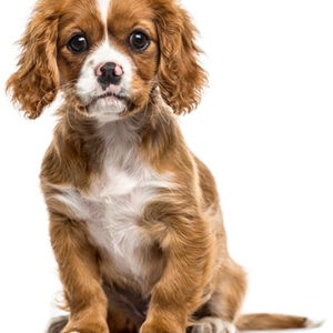 Cavalier Spaniel