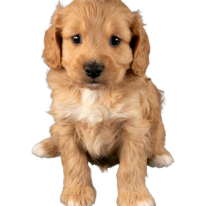 Cavapoo